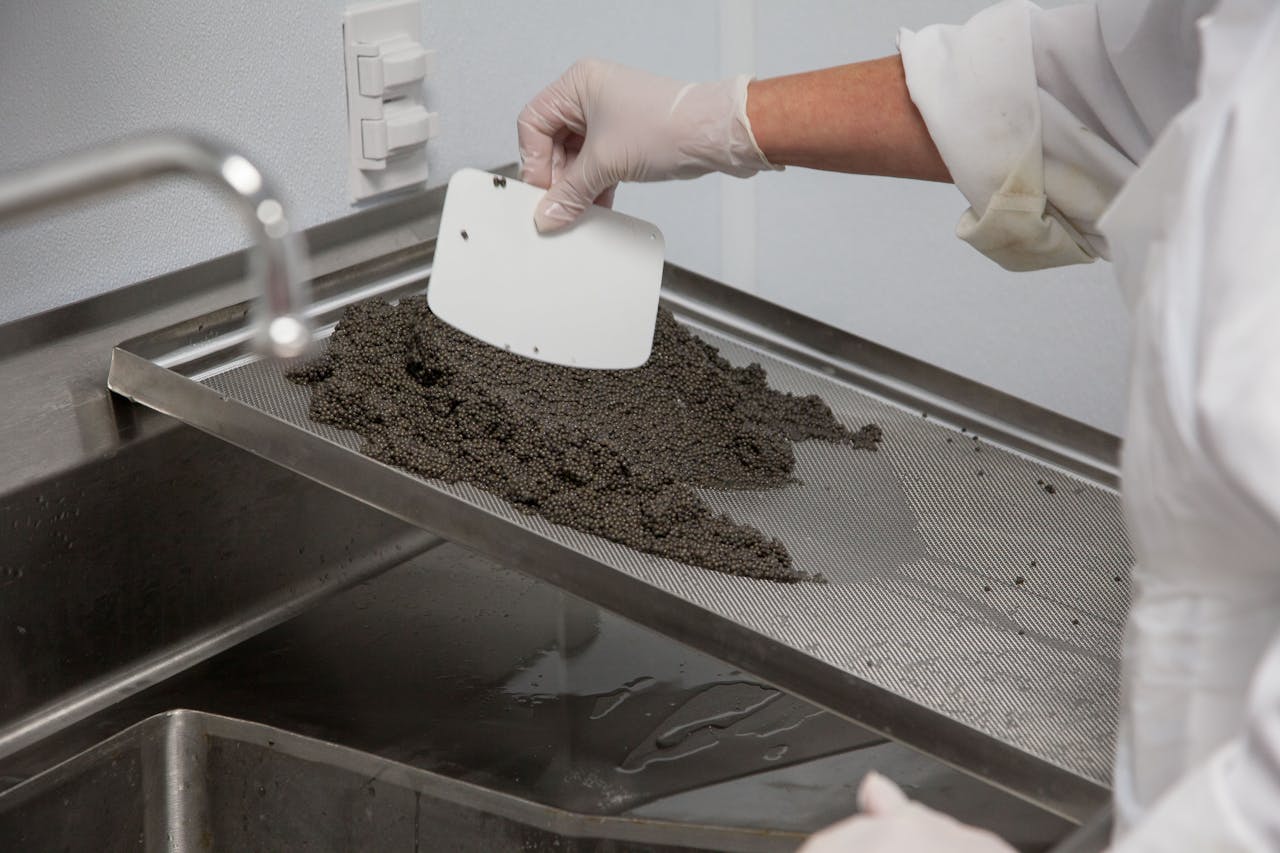 A chef scrapes freshly prepared caviar on a tray in a professional kitchen.